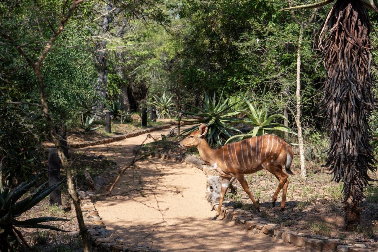 Jabulani Safari Villa Kapama Game Reserve Luaran gambar